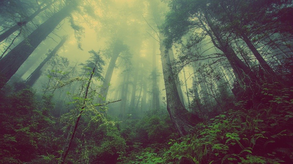Natureza